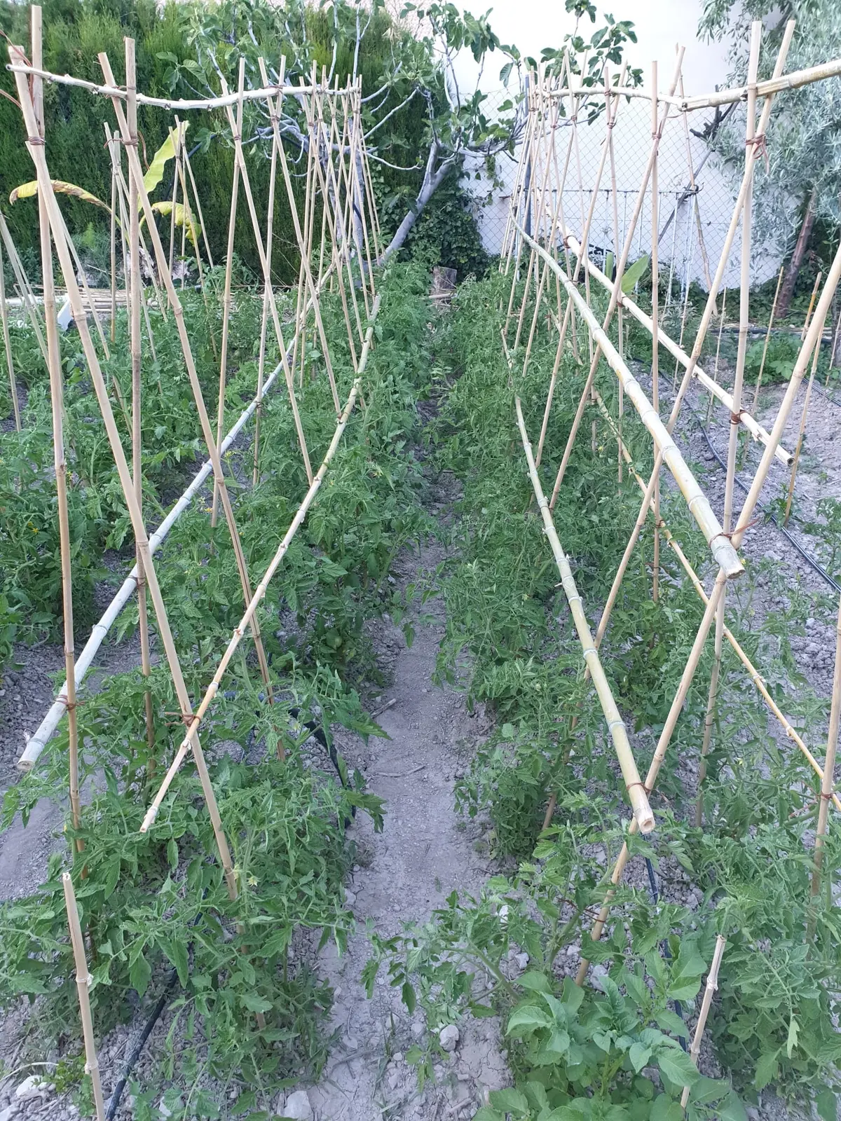 Huerto ecológico cultivado con métodos sostenibles