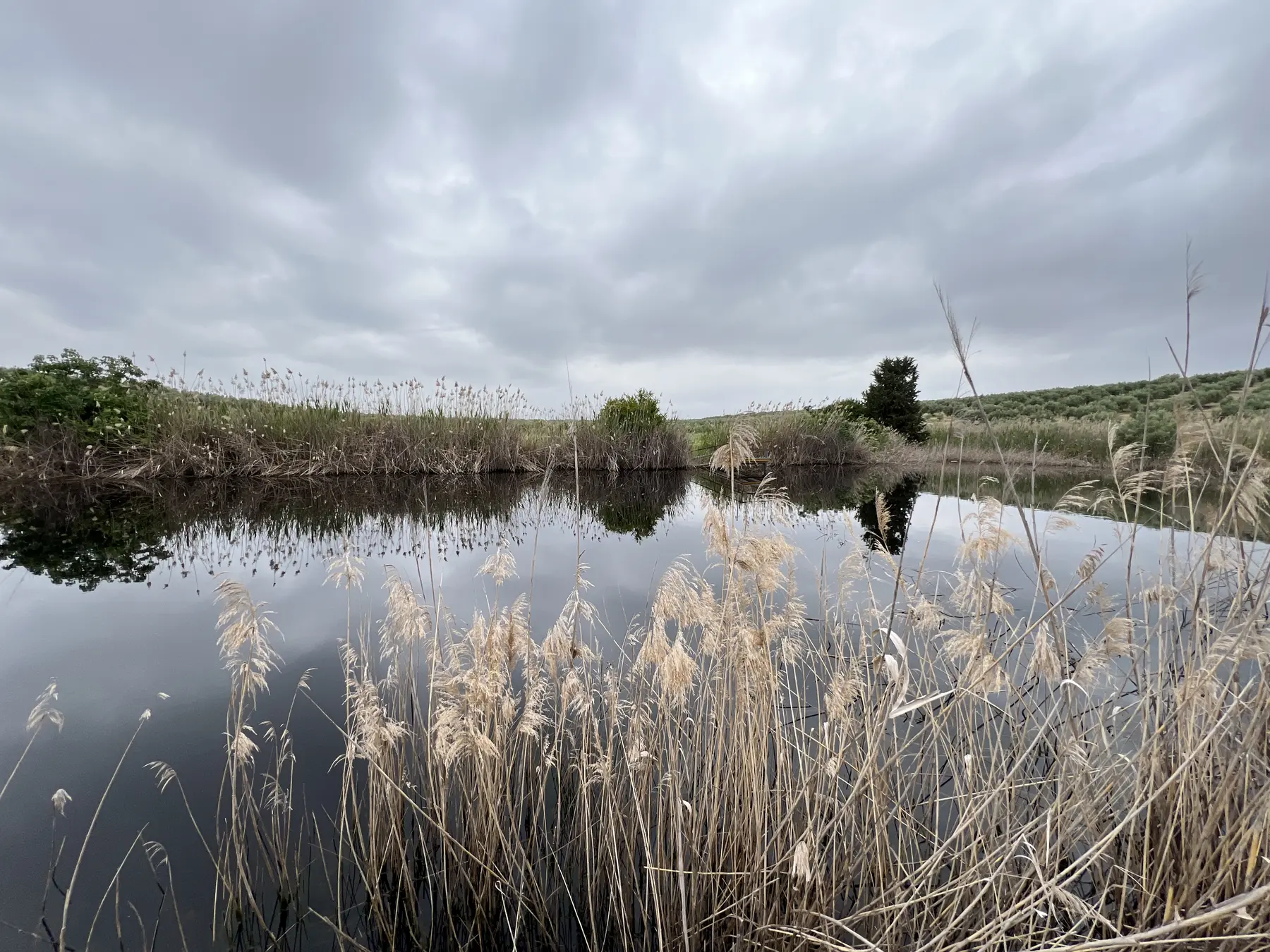 Humedal de la Laguna de Naranjeros rodeado de vegetación